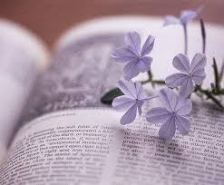 pétalas.jpeg pétalas.jpeg