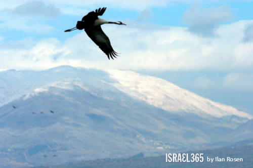 Águia voando no Vale de Hula, norte de Israel.png