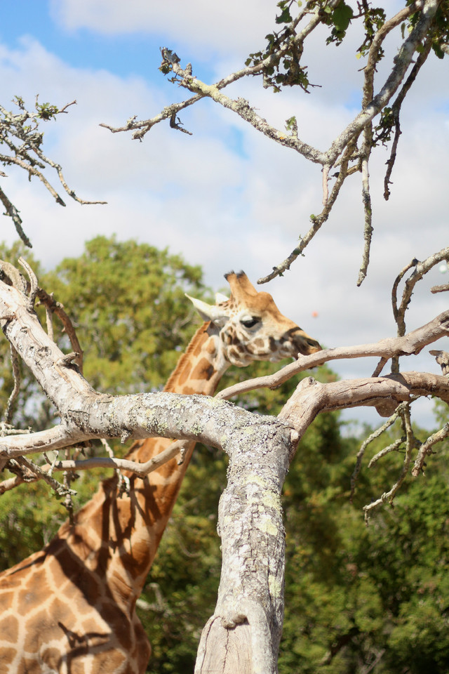 IMG_1953_a.jpg IMG_1953_a.jpg