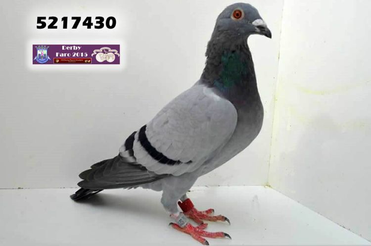 5217430.jpg 5217430.jpg